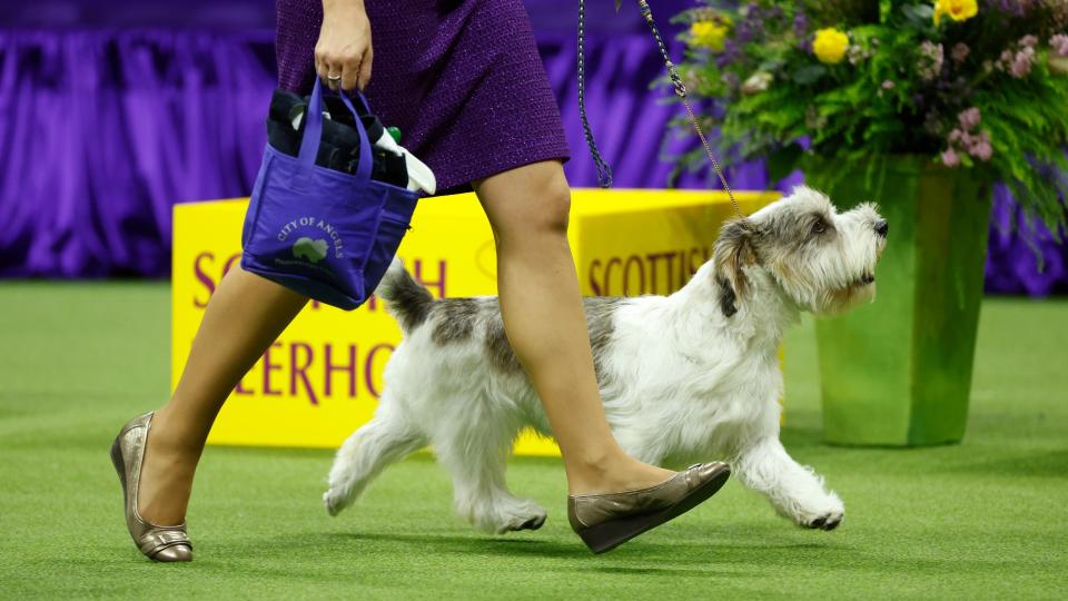 Buddy Holly Westminster Dog Show